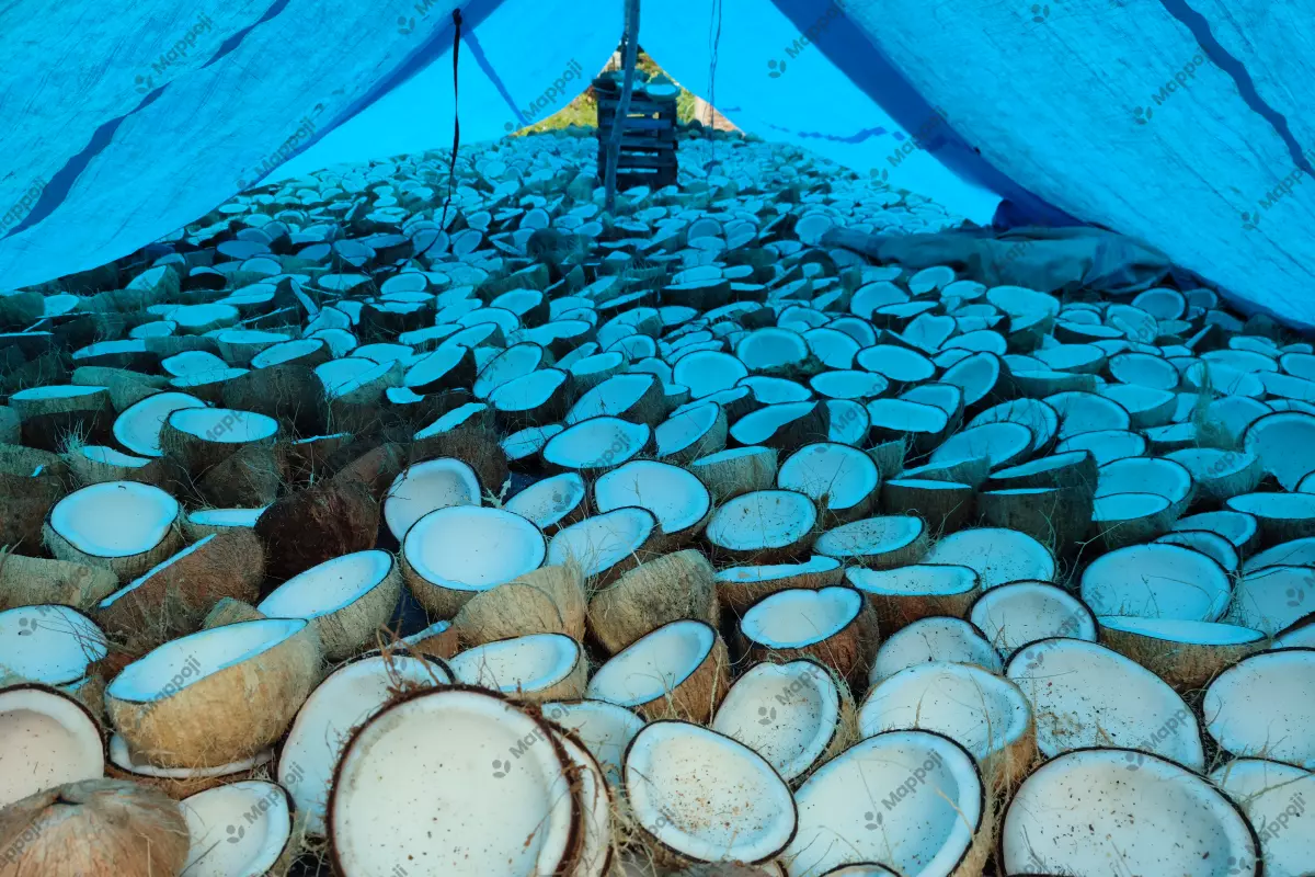 The process of drying coconuts to transform them into Copra.
