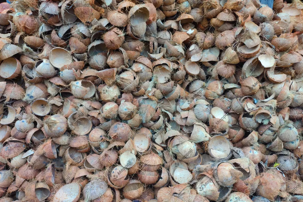 Raw material for Coconut Shell Charcoal production.