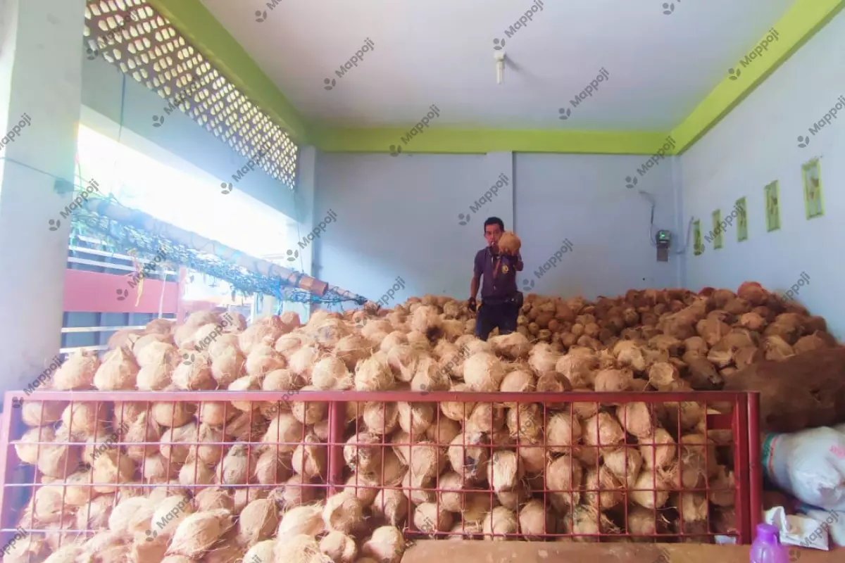The farmer prepares Semi Husked Coconuts for loading onto the truck.