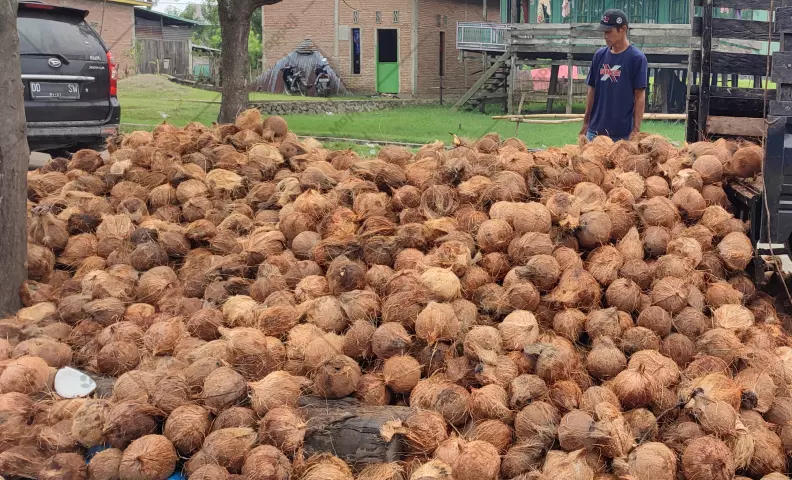 Semi Husked Coconut: a Versatile Tropical Treasure