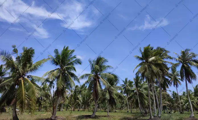 Unveiling the Wonders of the Coconut: A Multi-Purpose Treasure